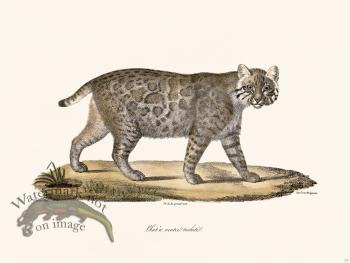 Cuvier 117 Spotted Belly Cat